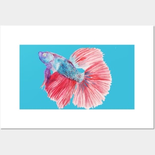 Betta fish Posters and Art